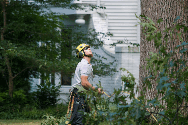 Tree Removal [location]