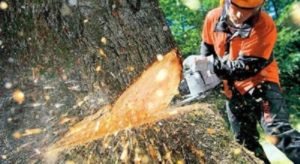 Tree Removal Amberley