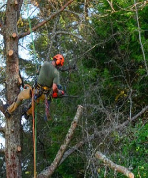 Moores Pocket Tree Removal