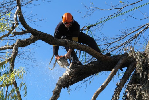Tree Pruning Booval