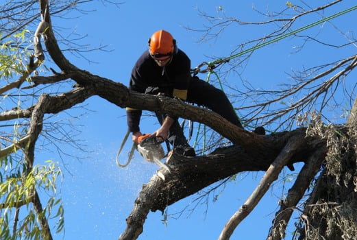 Tree Pruning Moores Pocket