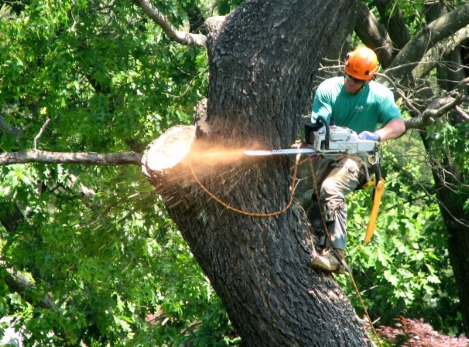 Tree Removal One Mile